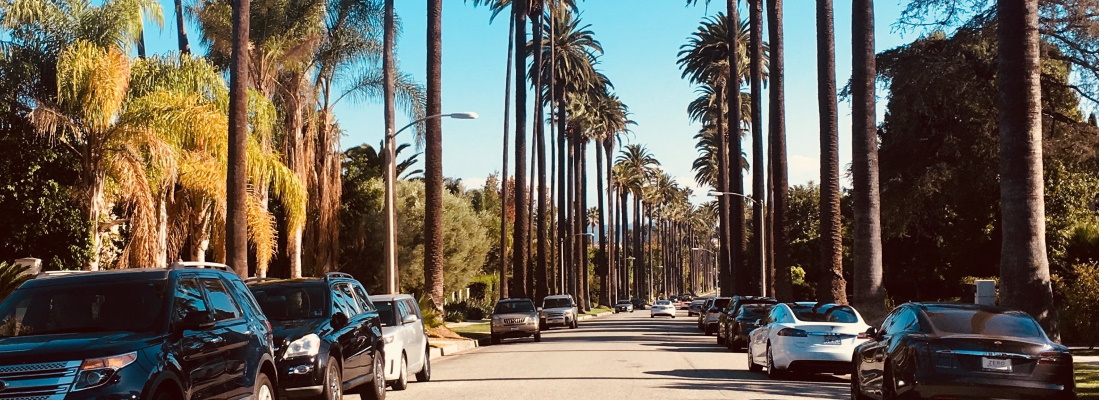Palm-lined street in Beverly Hills